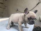 Small #2 French Bulldog