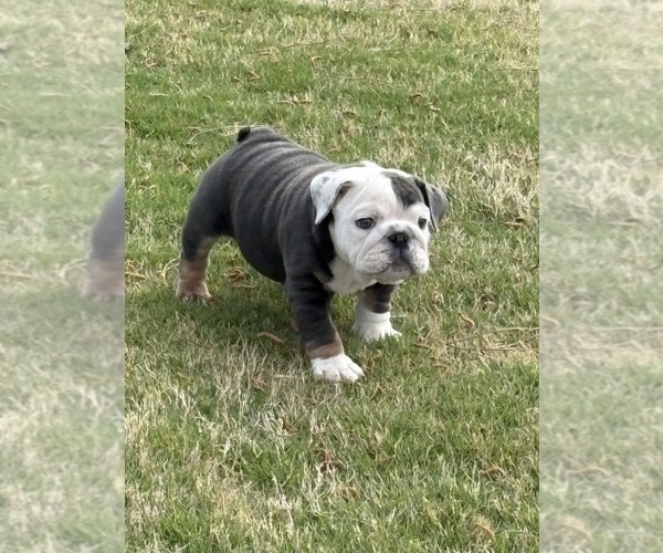 Medium Photo #23 Bulldog Puppy For Sale in MCDONOUGH, GA, USA