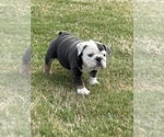 Small #22 Bulldog