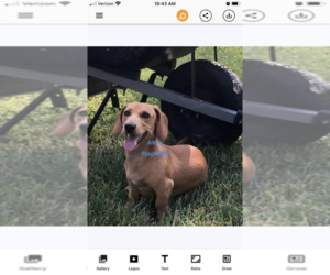 Father of the Dachshund puppies born on 05/21/2025