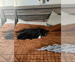 Small #11 Border Collie Mix