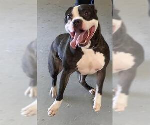 American Bulldog-Unknown Mix Dogs for adoption in Corpus Christi, TX, USA