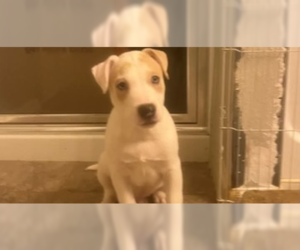 Mutt Dogs for adoption in garner, NC, USA