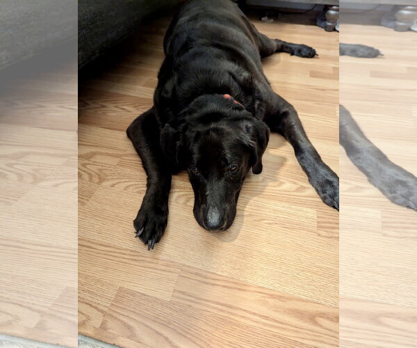 Medium Photo #7 Labrador Retriever-Unknown Mix Puppy For Sale in Holly Springs, NC, USA