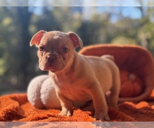 French Bulldog Puppy for sale in POWHATAN, VA, USA