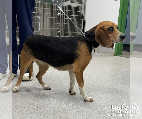 Medium Photo #2 Beagle-Unknown Mix Puppy For Sale in Washington, DC, USA