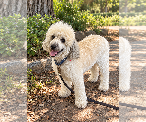 Medium Photo #3 Poodle (Miniature) Puppy For Sale in San Diego, CA, USA
