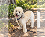 Small Photo #3 Poodle (Miniature) Puppy For Sale in San Diego, CA, USA