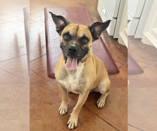 Medium Photo #1 Boxer Puppy For Sale in The Woodlands, TX, USA