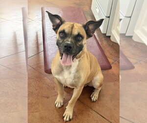 Boxer Dogs for adoption in The Woodlands, TX, USA