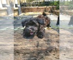 Puppy John Adams Havanese