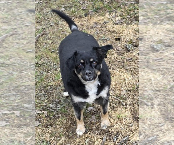 Medium Photo #1 Australian Shepherd-Unknown Mix Puppy For Sale in Cuba, NY, USA