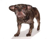 Small #6 French Bulldog Mix