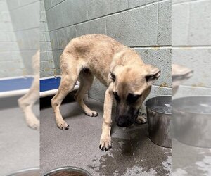Black Mouth Cur-German Shepherd Dog Mix Dogs for adoption in Stockton, CA, USA