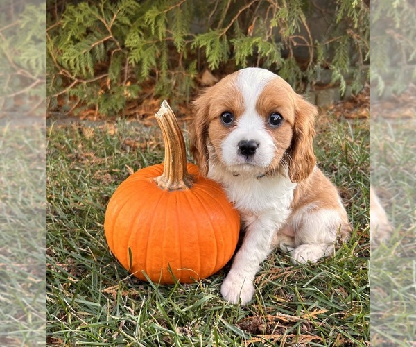 Medium Photo #3 Cavalier King Charles Spaniel Puppy For Sale in MIDDLEBURY, IN, USA