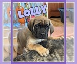 Small Photo #6 Mastiff Puppy For Sale in MIDDLETOWN, DE, USA