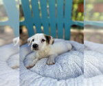 Small #2 Mutt