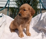 Small #4 Golden Retriever