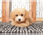 Small Photo #3 Poochon Puppy For Sale in NAPLES, FL, USA