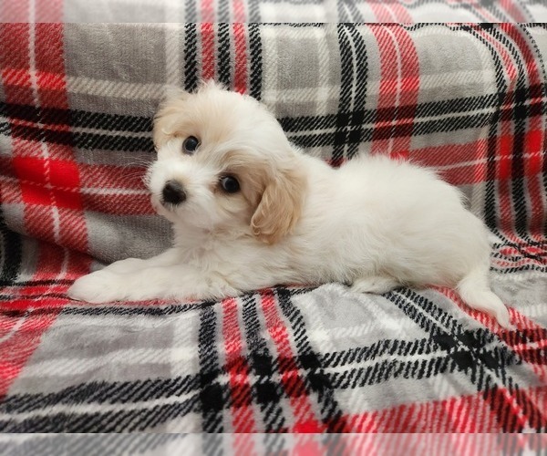 Medium Photo #6 Maltese-Poodle (Toy) Mix Puppy For Sale in GRANDVILLE, MI, USA