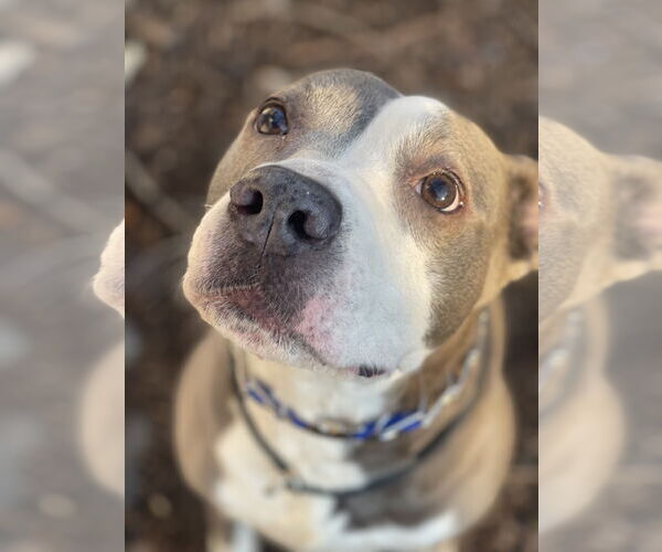 Medium Photo #6 Mutt Puppy For Sale in Mount Laurel, NJ, USA