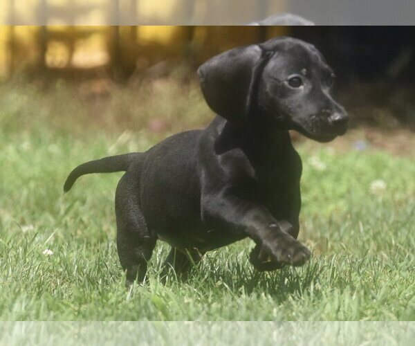 Medium Photo #8 Dachshund-Unknown Mix Puppy For Sale in Mechanicsburg, PA, USA