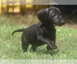 Small #7 Dachshund Mix