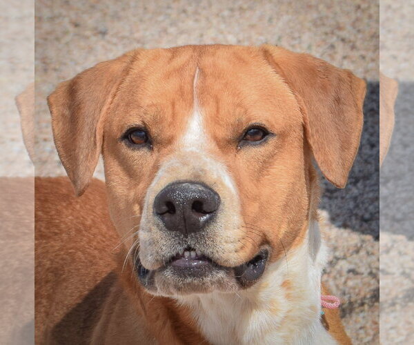 Medium Photo #5 Bulloxer Puppy For Sale in Huntley, IL, USA