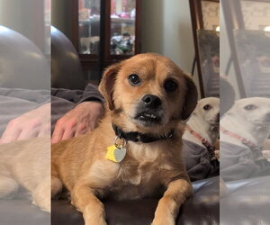 Jax- precious pug - Male Puggle Dog for Adoption - Photo #11