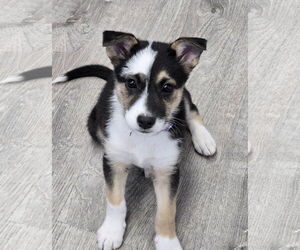 Border Collie-Unknown Mix Dogs for adoption in Cliffwood, NJ, USA