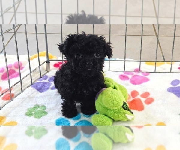 Medium Photo #10 Cavapoo (Miniature)-Poodle (Toy) Mix Puppy For Sale in ORO VALLEY, AZ, USA