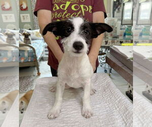 Jack Russell Terrier-Unknown Mix Dogs for adoption in Benton, LA, USA
