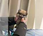 Small Photo #1 Pomeranian Puppy For Sale in BROOKLYN, NY, USA