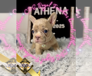 French Bulldog Puppy for sale in ATHENS, GA, USA