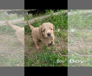 Goldendoodle Puppy for sale in SPENCER, TN, USA