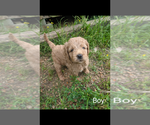 Small Photo #1 Goldendoodle Puppy For Sale in SPENCER, TN, USA