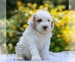 Small #2 Goldendoodle (Miniature)