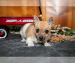 Puppy Addison Chihuahua