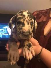 Great Dane Puppy for sale in EDEN, NC, USA