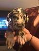 Small Photo #1 Great Dane Puppy For Sale in EDEN, NC, USA