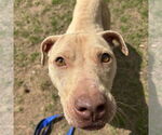 Small #2 American Pit Bull Terrier-American Staffordshire Terrier Mix