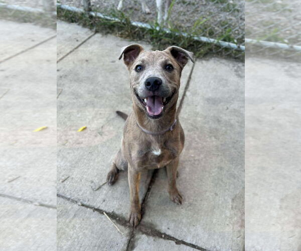 Medium Photo #5 American Pit Bull Terrier-Unknown Mix Puppy For Sale in Germantown, OH, USA