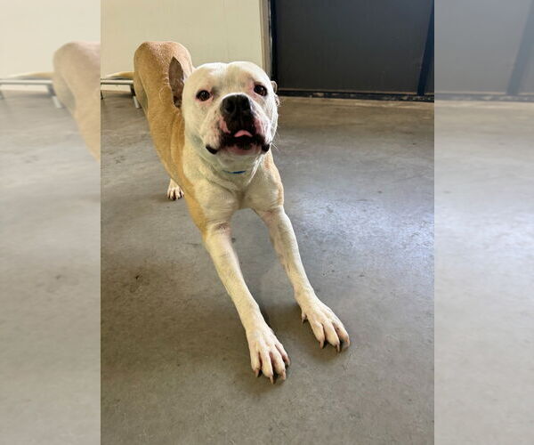 Medium Photo #8 Mutt Puppy For Sale in Salt Lake City, UT, USA