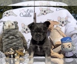 Small Photo #65 French Bulldog Puppy For Sale in MIMS, FL, USA