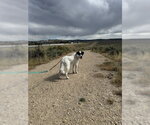 Small #2 Border Kelpie