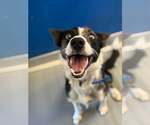 Small #1 Border Collie Mix