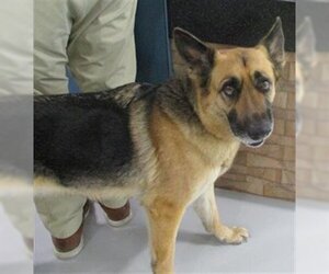 German Shepherd Dog Dogs for adoption in Temple, TX, USA