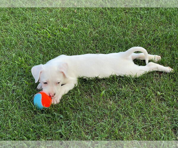 Medium Photo #4 Mutt Puppy For Sale in Holly Springs, NC, USA