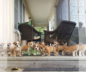 American Bully-English Bulldog Mix Puppy for sale in LINDEN, VA, USA