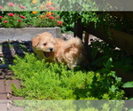 Puppy Biscuit Bichpoo